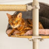 Katt som sitter i grått och bekvämt rum Freestyle inomhus Golv till tak kattträd