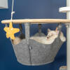 Vit katt sitter i hängmatta Omlet Freestyle Golv till tak kattträd tittar på Omlet kattleksak sjöstjärna