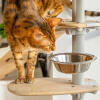 Katt som undersöker Godisskål på Freestyle inomhus Golv till tak kattträd