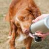 Hund slickar vatten från långa tassar hund vattenflaska