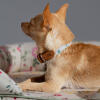 En närbild av en chihuahua som bär det lilla hundhalsbandet 