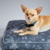 Chihuahua i en designad hundbädd med kudde skog höstgrå designad av Omlet
