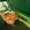 Kyckling som äter inne i hönsgården skydd för Eglu Go 