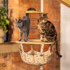 Två katter står ovanpå en inomhus Freestyle katt träd hängmatta