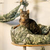 Katt i en bädd på en plattform i ett katträd för inomhusbruk