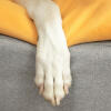 Närbild av hundtass på Omlet Topology hundbädd med bönsäckstoppare