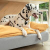 Dalmatinerhund sitter på Omlet Topology hundbädd med sittsäck och vita hårnålsfötter