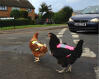 Håll kycklingarna säkra på vägen!