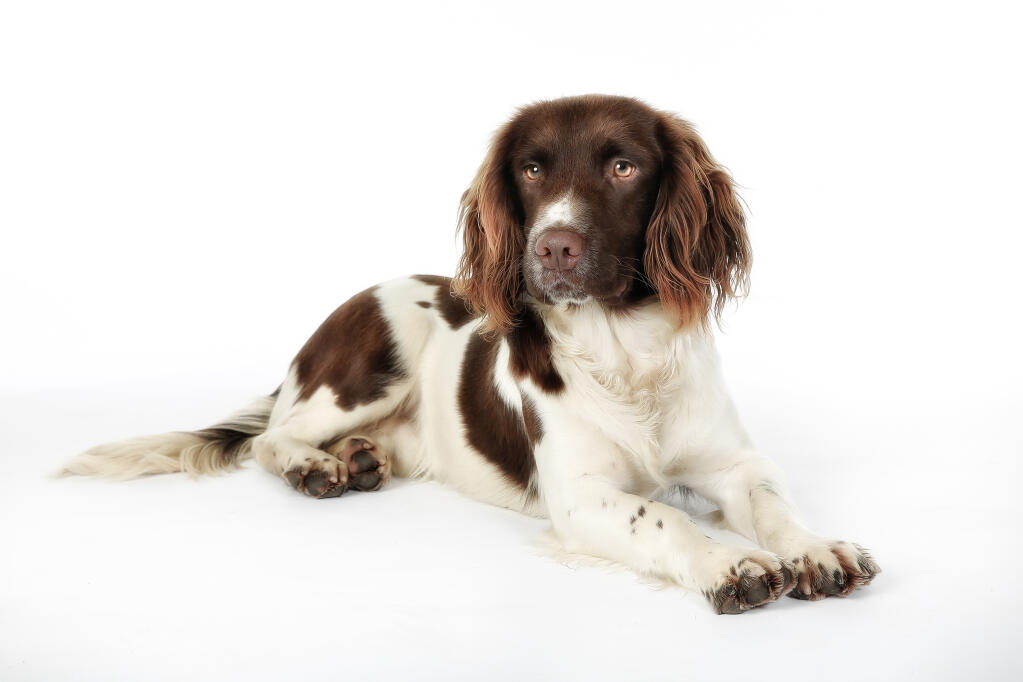 engelsk springer spaniel korthårig Engelsk Springer Spaniel Hundar Rasinformation Omlet engelsk springer spaniel korthårig