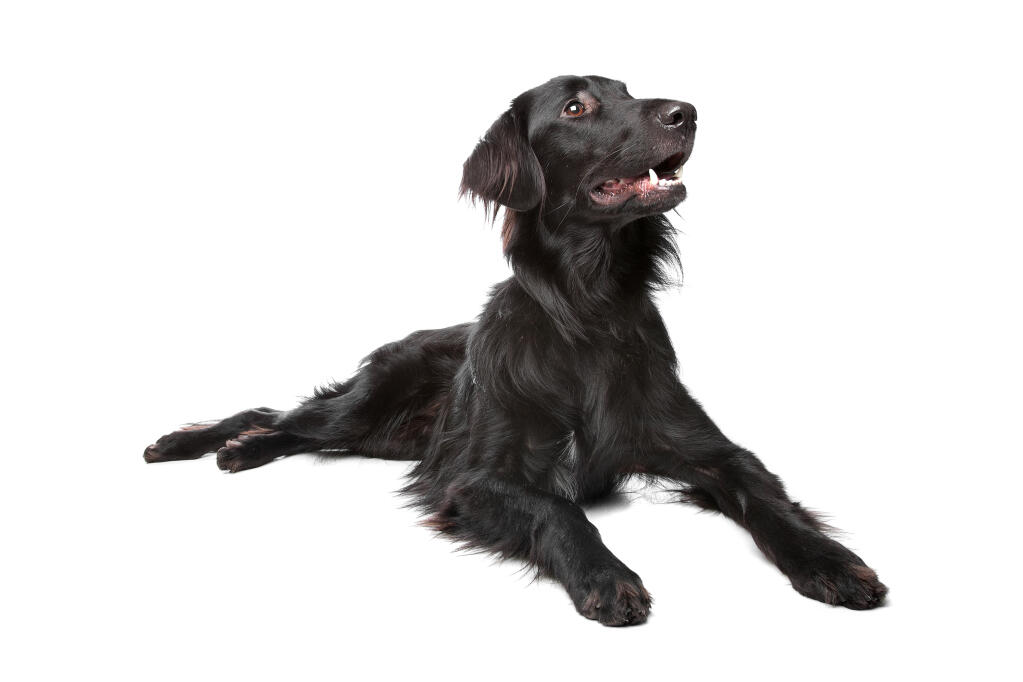 white flat coated retriever