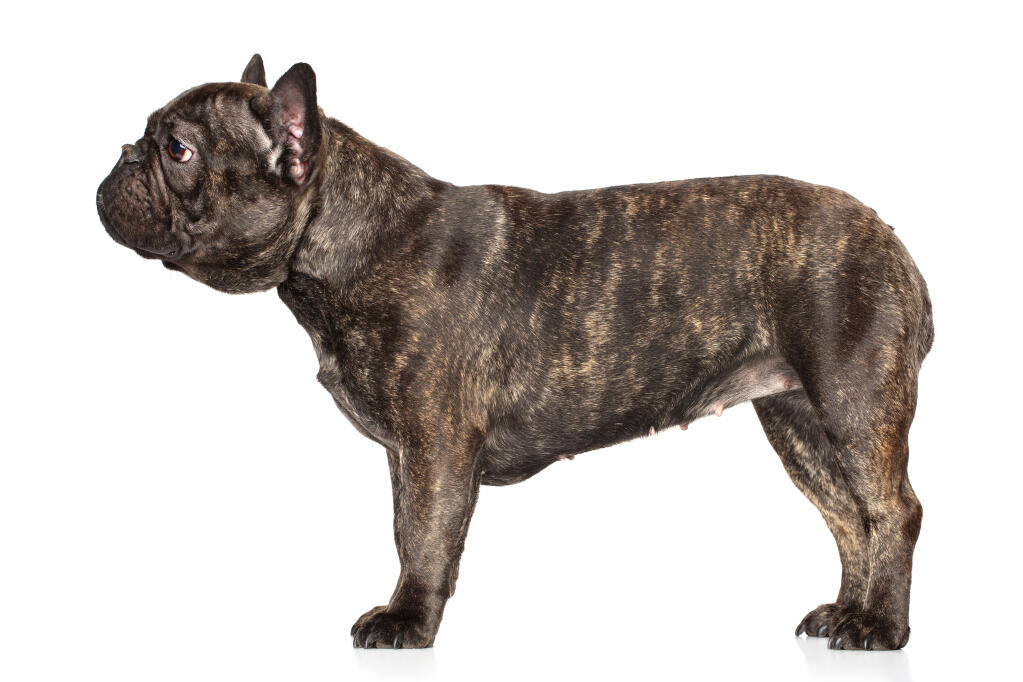 Fransk bulldogg | Hundar | Rasinformations | Omlet