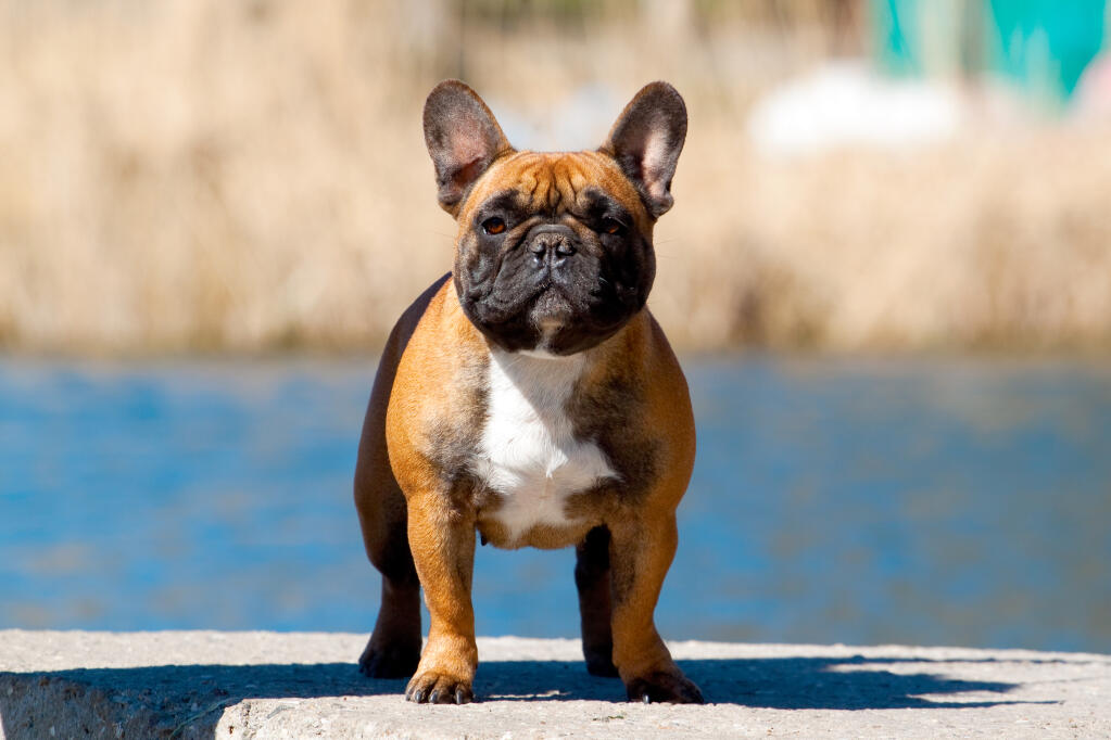 Fransk bulldogg | Hundar | Rasinformations | Omlet