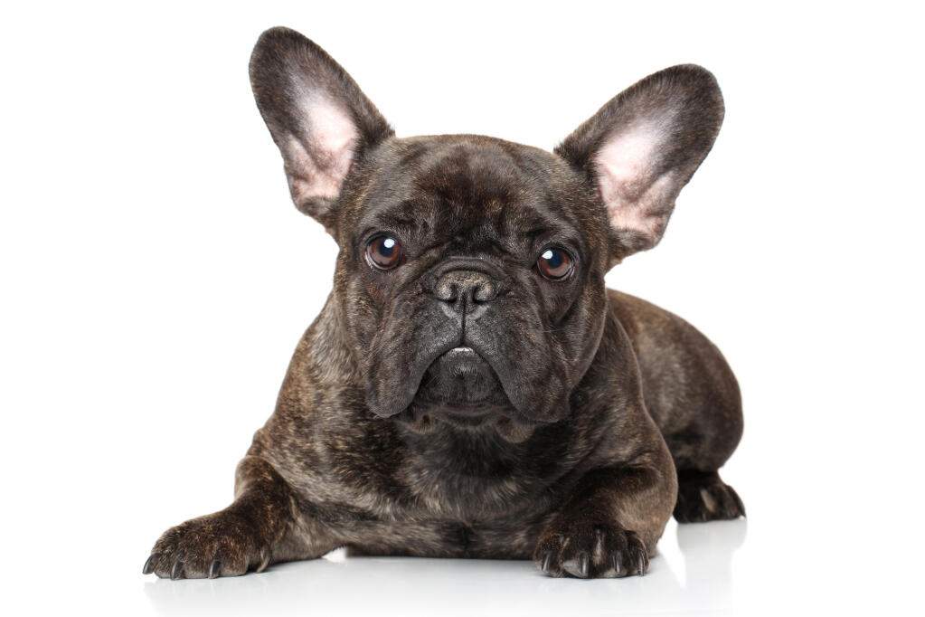 Fransk bulldogg | Hundar | Rasinformations | Omlet