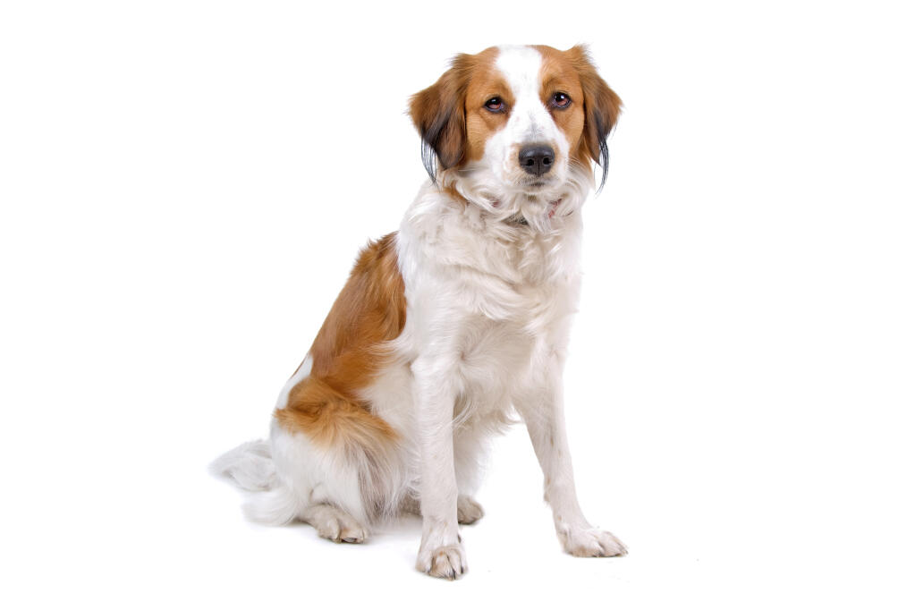 Nederlandse kooikerhondje | Hundar | Rasinformations | Omlet