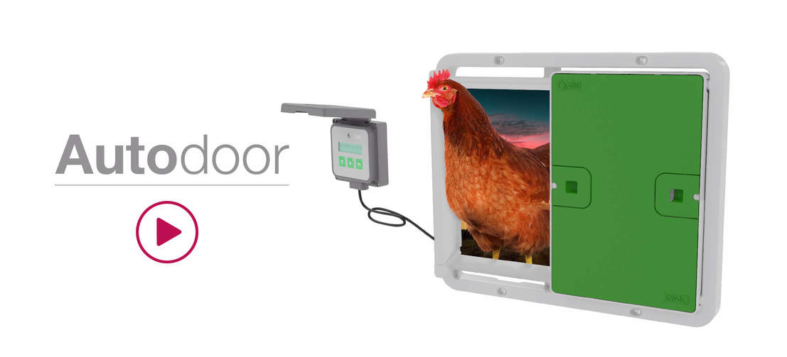 Autodoor bilden med en kontrollant och en kyckling som kliver ut.