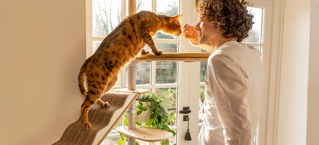 Katt på Freestyle hög katt torn sniffande man