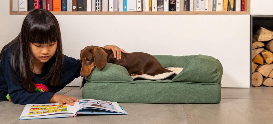 Hund undersöker flickbok medan han ligger i salvia grönt memory foam bolster hund säng