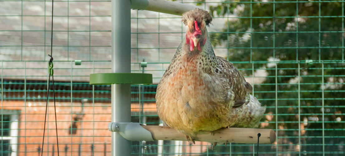 Närbild av en kyckling som sitter på Omlet kyckling Poletree underhållningssystem inuti Omlet 
