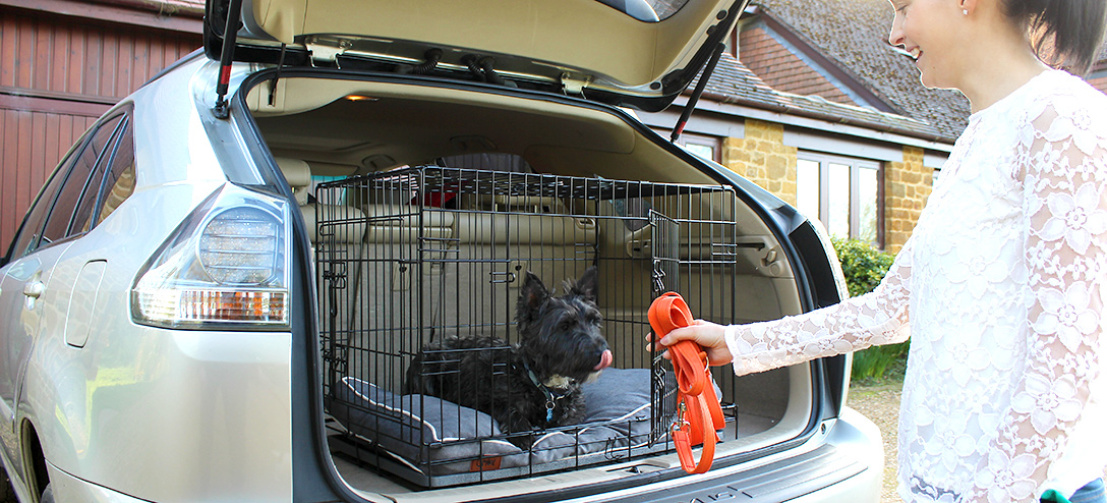 Din hund tycker om att känna igen sig i bilen