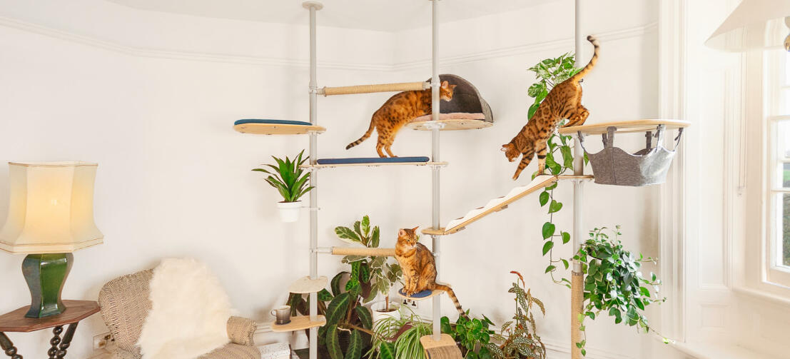 Katter som leker i det anpassningsbara inomhuskatträdet Freestyle 