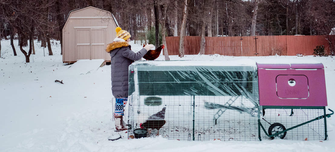 Med en Eglu Cube har dina höns en behaglig temperatur året runt eftersom dubbelväggsisoleringen håller dem svala på sommaren och varma på vintern.