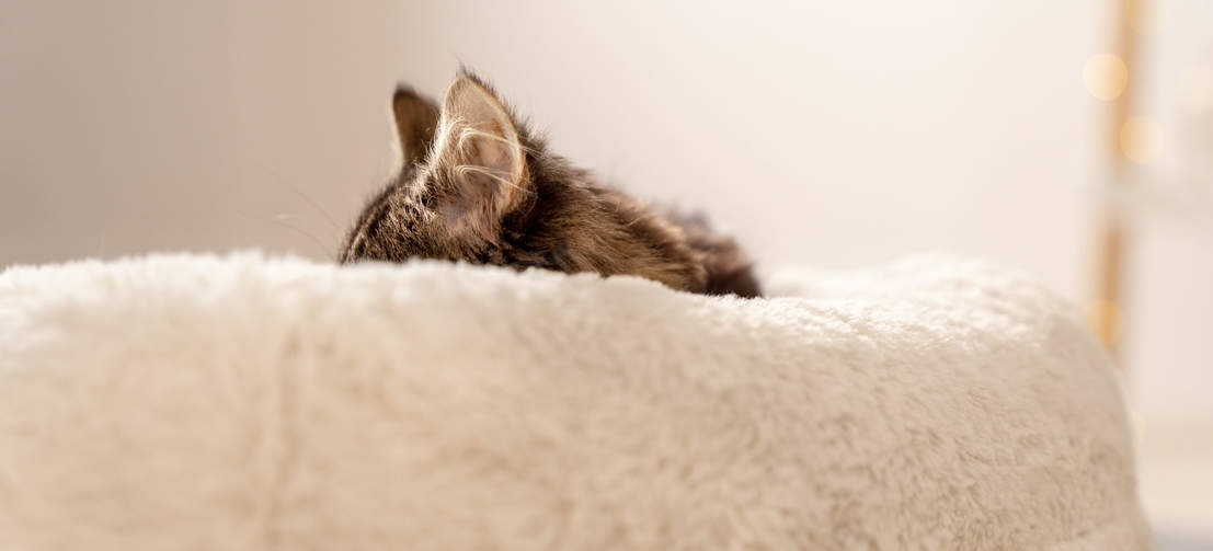 Katter och kattungar sover upp till 80% av dygnet, så det är viktigt att de har en bekväm säng att koppla av i.