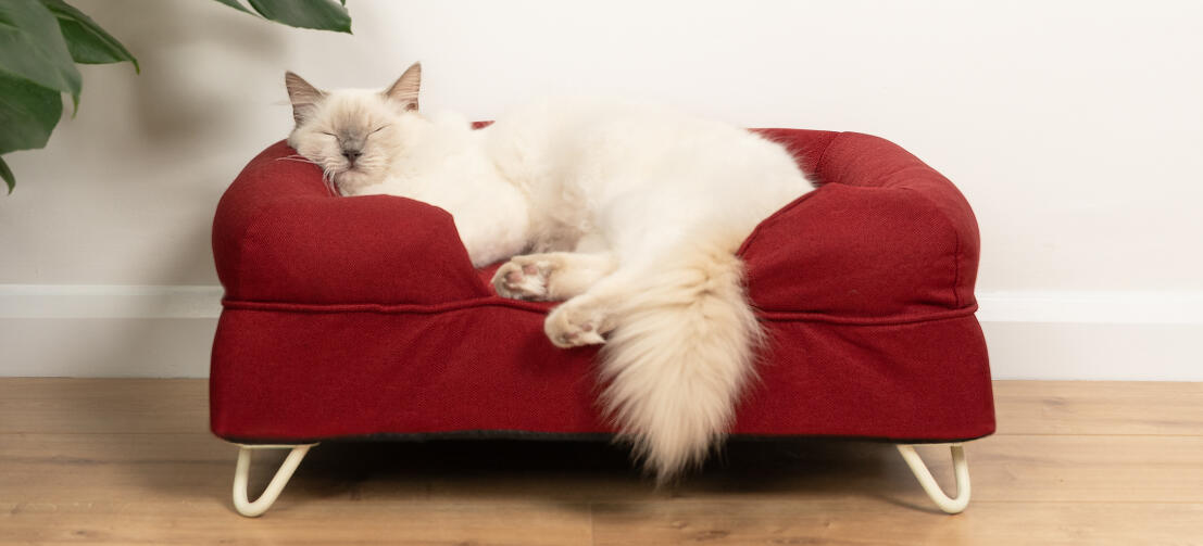 Söt vit fluffig katt som sitter på merlot röd memory foam katt säng med vita hårnålar fötter