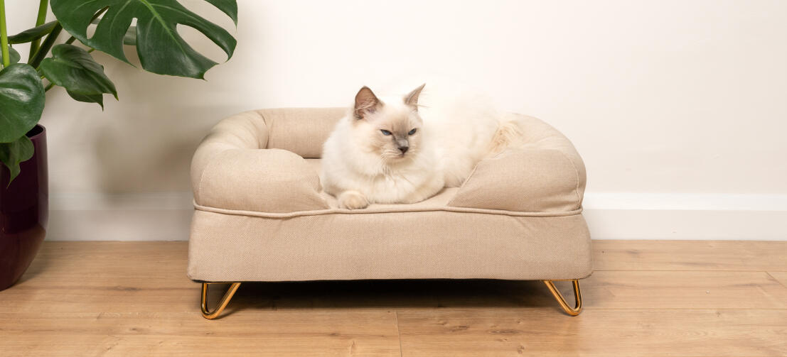 Söt fluffig vit katt som sitter på naturbeige kattkuddsäng med Gold hårnålsfötter