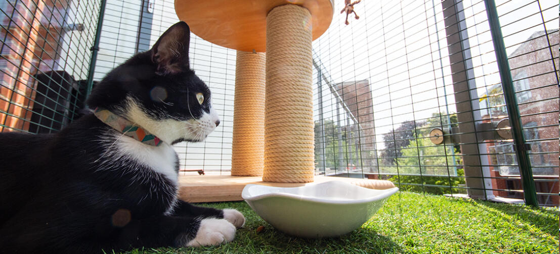 Du kan inreda din kattsäkra balkonggård med klösträd och interaktiva leksaker för att berika din katts nya lekplats