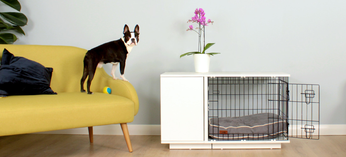 Din hund kommer vara stolt över sin Fido Studio Din hund kommer vara stolt över sin Fido Studio