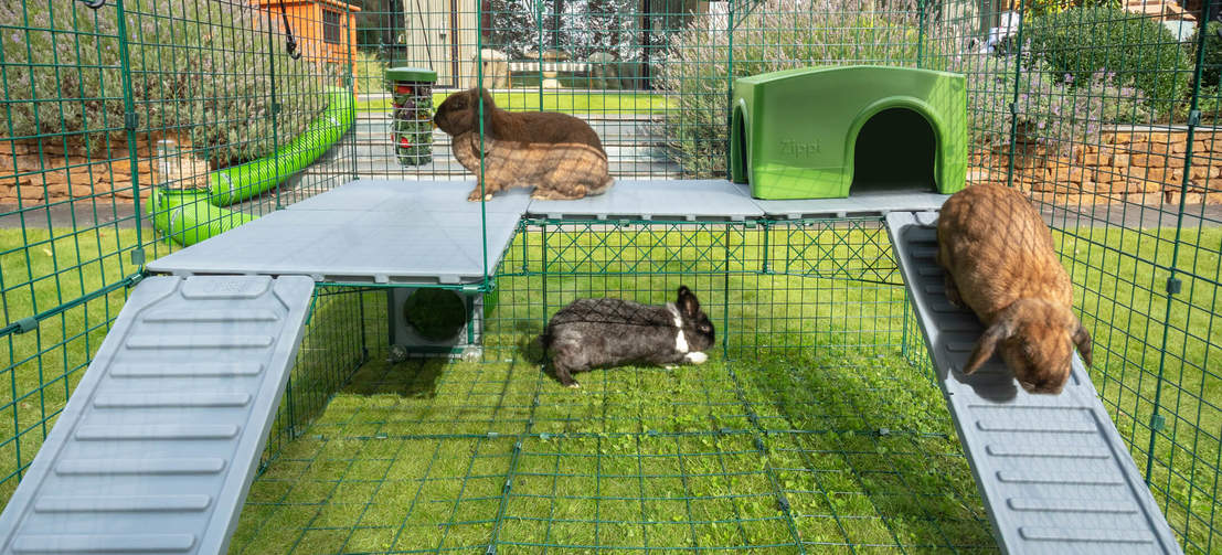 Skapa mer plats för dina kaniner att leka på med Zippi-plattformar som designats för att passa i en Zippi-kaningård i dubbel höjd.