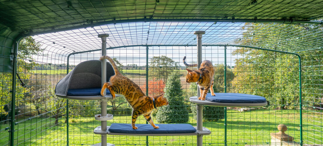 Katter klättrar på Freestyle katträd utomhus i en catio i trädgården