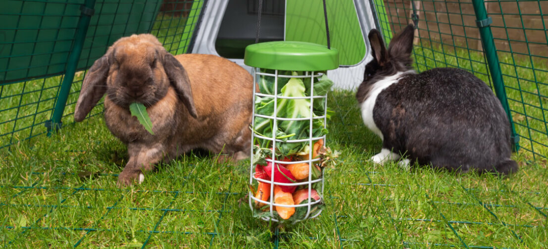 Godsaksbehållaren Caddi är ett rent och hygieniskt sätt att ge dina kaniner godsaker eftersom den håller maten ovanför marken