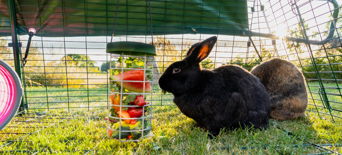 En svart kanin som äter blad och vattenmelonskivor från en Caddi Godishållare som hänger i spåret.