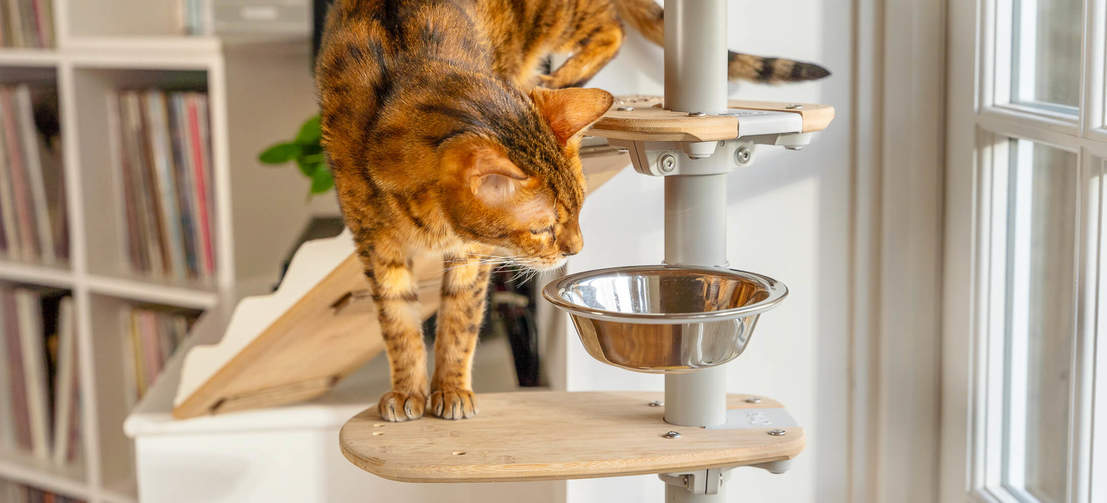 Katt som undersöker skål med Freestyle inomhus Golv till tak kattträd