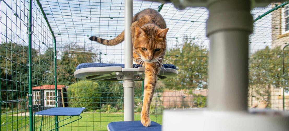 Katt som klättrar ner Freestyle kattträd utomhus i en catio i trädgården