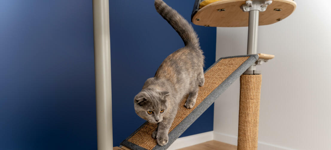 Katt på Freestyle inomhus Golv till tak kattträdsplattform med utbytbar sisal