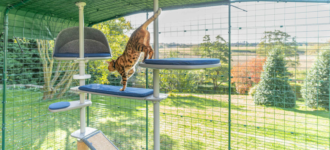 Katt som leker inuti Omlet outdoor catio safe outdoor cat run och Freestyle outdoor cat tree