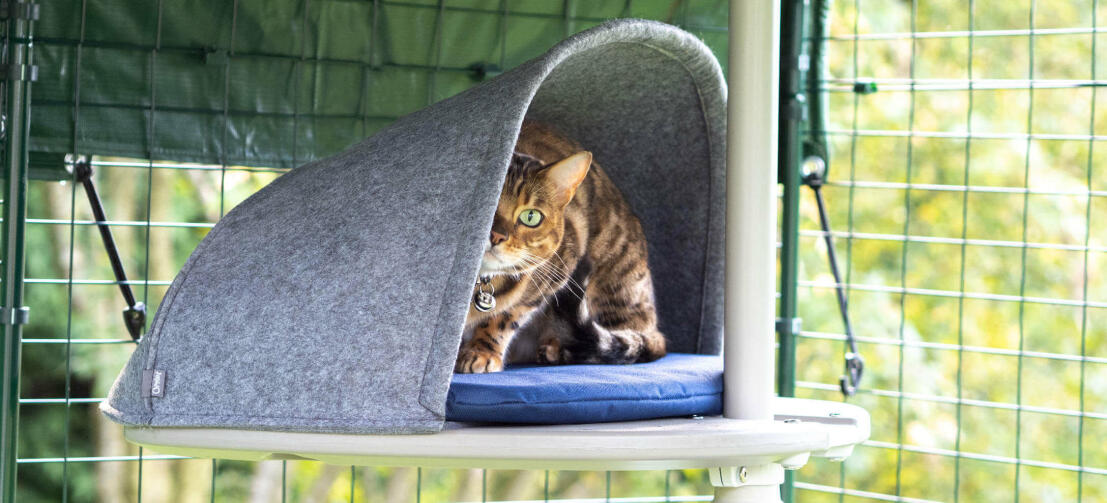Katt som leker gömma sig i höljet tillbehör till utomhussystemet Freestyle cat tree system