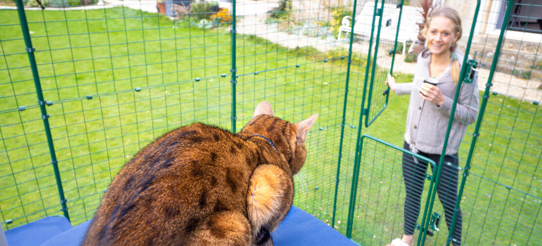 Katt som sitter på Omlet tyg katthylla i Omlet utomhus catio run
