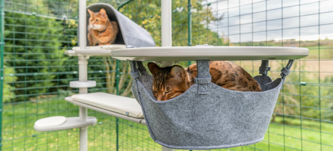 En katt som sover i hängmattan och en annan katt som leker i hålet tillbehör till utomhus Freestyle cat pole system