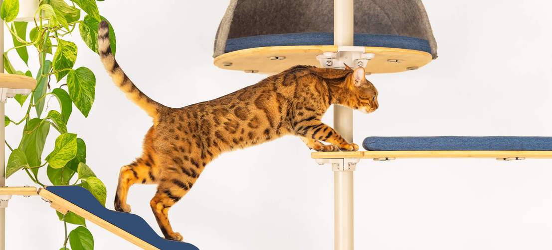 Klättring för katter Freestyle inomhus Golv till tak kattträd