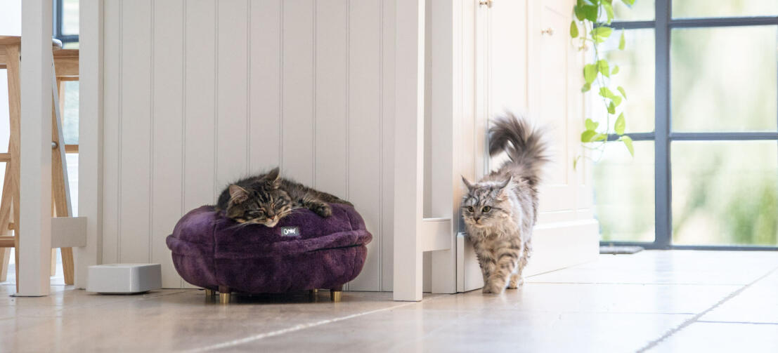 Katter i ett kök, en av dem sover i en lila mjuk Maya donut kattsäng