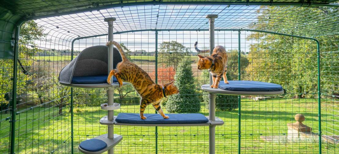 Katter som leker i sitt höga gråa kattträd, ett perfekt sätt att ge dina katter en säker plats utomhus att utforska.