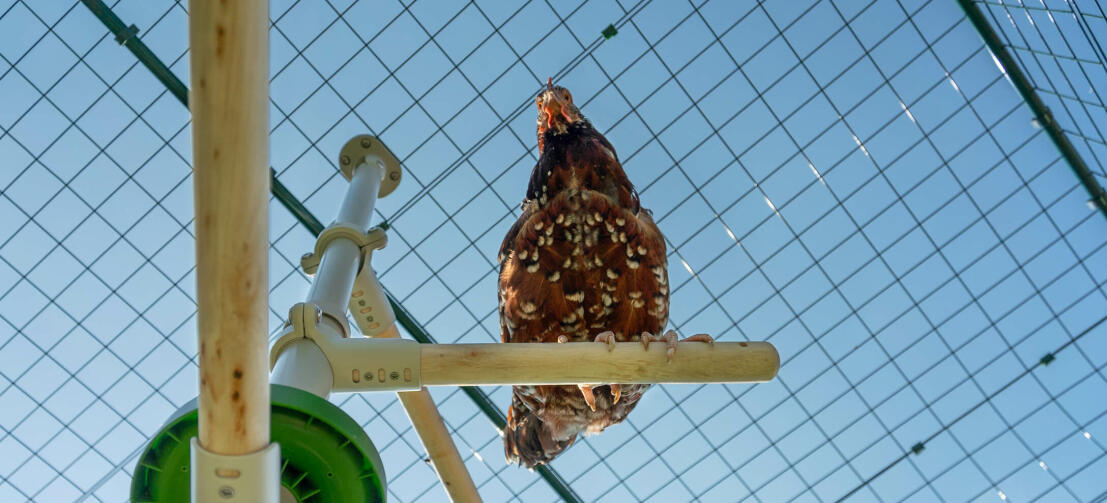 Underifrånskildring av en kyckling som sitter på Omlet Poletree underhållningssystem för kycklingar i Omlet