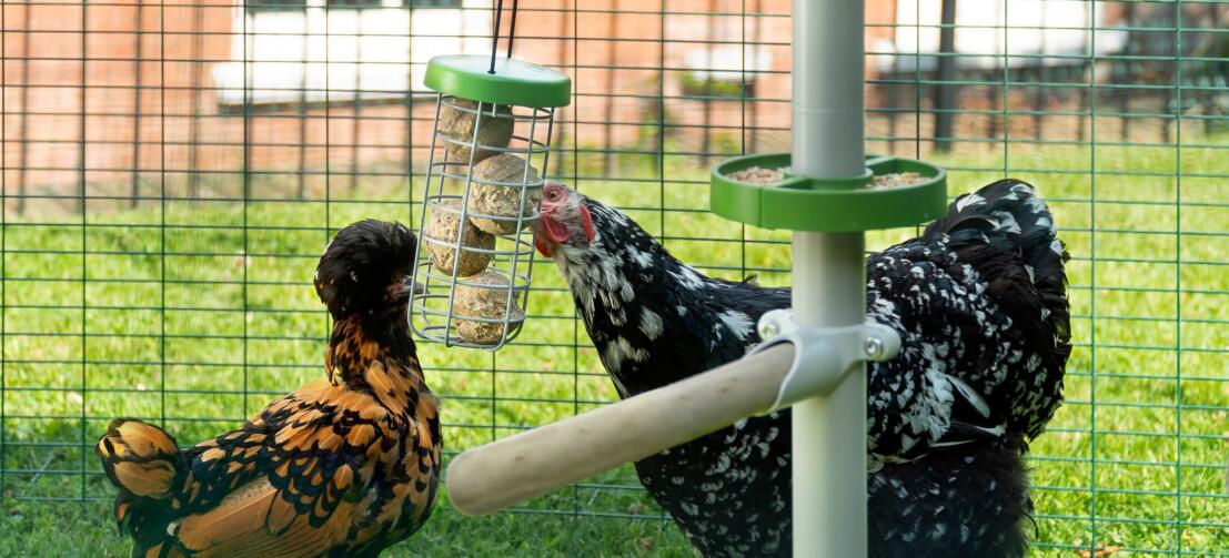 Höns hackar Godisbollar i Caddi Godishållare som hänger från en stege för kycklingstolar. Poletree