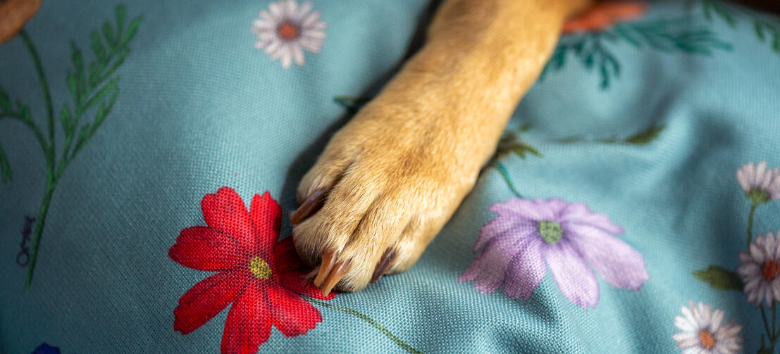 Närbild av en tass på en hundbädd med tryck av gardenia och salvia.
