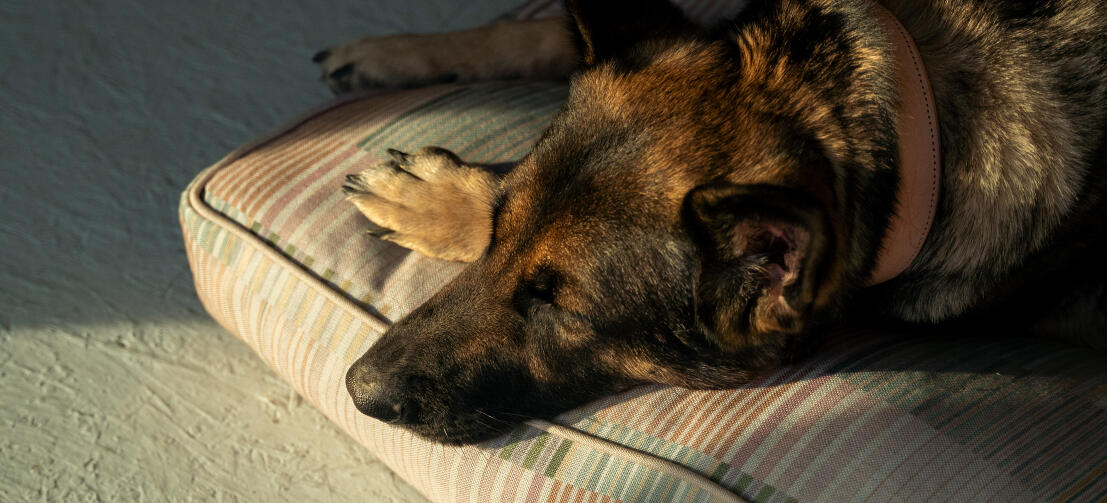 Närbild av tysk schäfer på en bekväm stor Omlet hundbädd med kudde