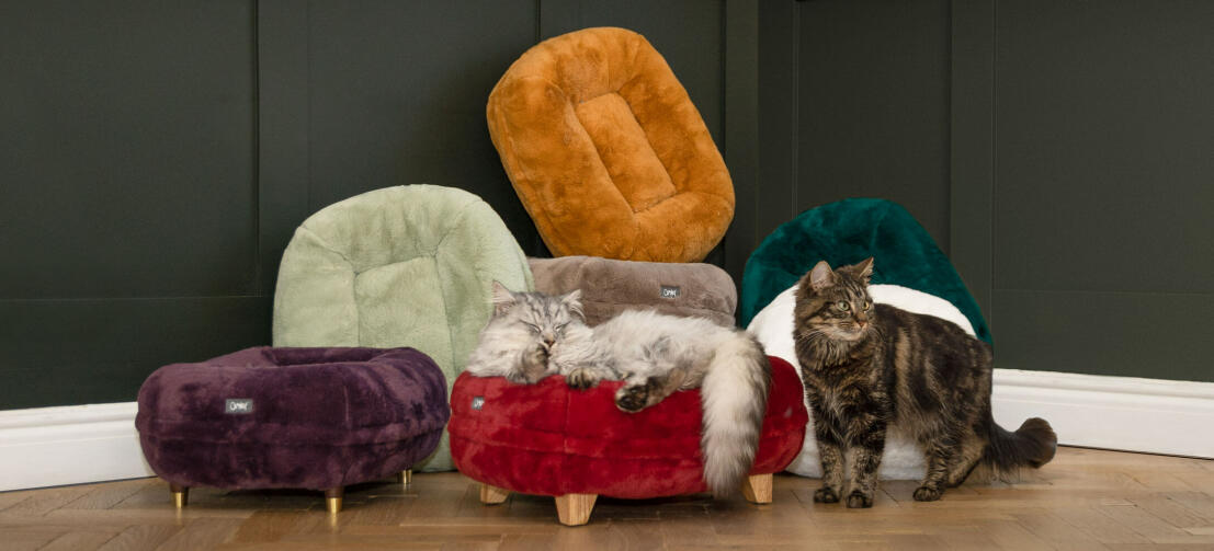 En katt som sover röd rouge donut katt säng med katt som står framför andra nya donut katt säng färg sängar