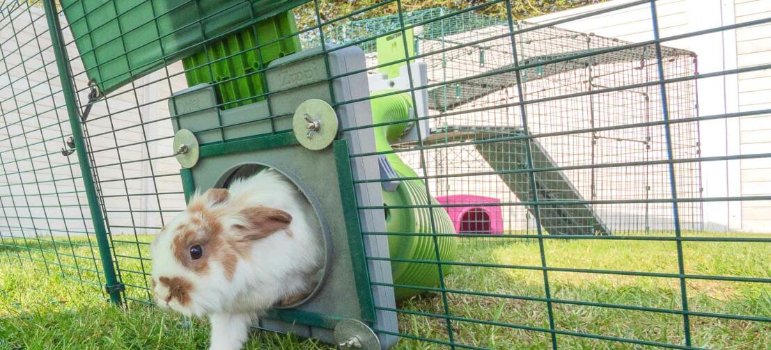 Kanin som går in i en kaninhage utomhus från Zippi kanintunnel